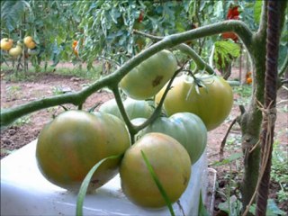 LE CALVAIRE aux Tuteurs pour Tomates ou (Groseilles) .