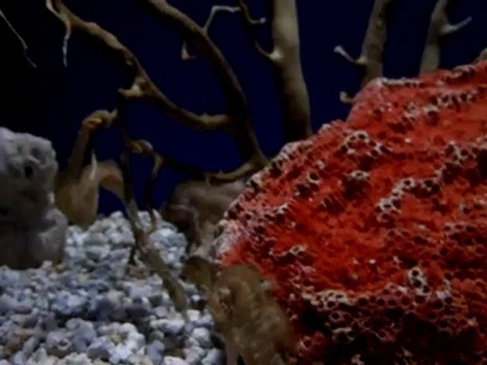 caballitos de mar del oceanografico de valencia