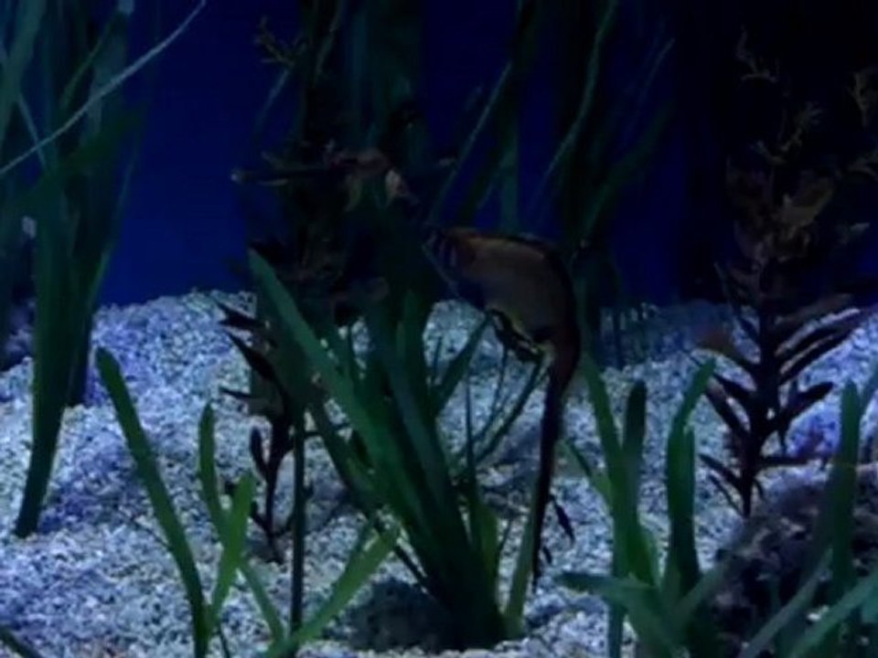 dragon marino del oceanografico de valencia