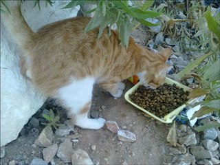 handmade popper lures,el yapımı popper sahte balık