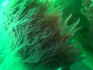 Гигантская медуза Номура