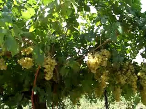 Geyve Bağ Bozumu-Umurbey Köyü