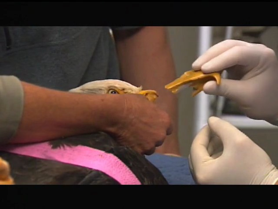 Aigle avec une prothèse de bec imprimée en 3D