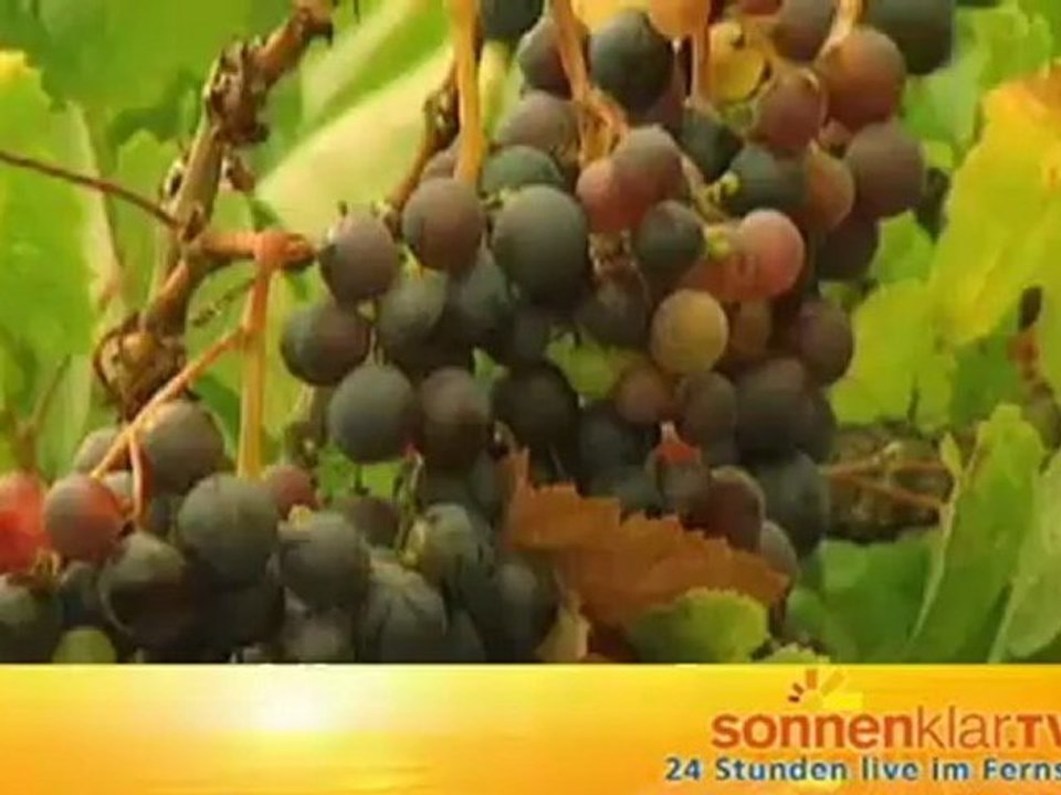 Destinationszuspieler Gran Canaria (Winter)