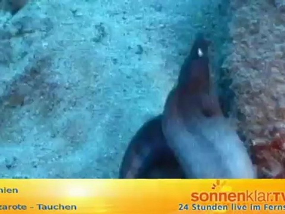 Destinationszuspieler Lanzarote (Tauchen) Off-Maz