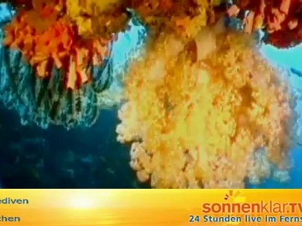 Tipp Malediven - Tauchen