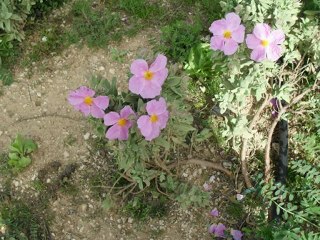 Roy Orbison- Love so Beautiful