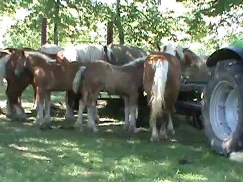 concour chevaux comtois clairvaux les lacs (39) 2012 3