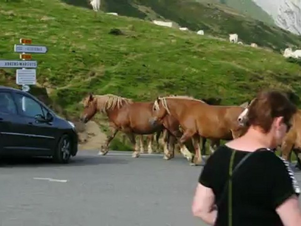 Chevaux au Col du Soulor