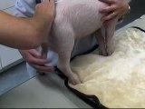 United Creatures zeigt: 7 Monate eines Schweinelebens