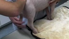 United Creatures zeigt: 7 Monate eines Schweinelebens