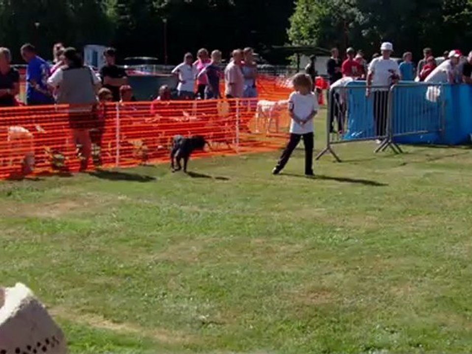 Taiga, epagneul breton, agility, tiercelet, 1er degré, Emma