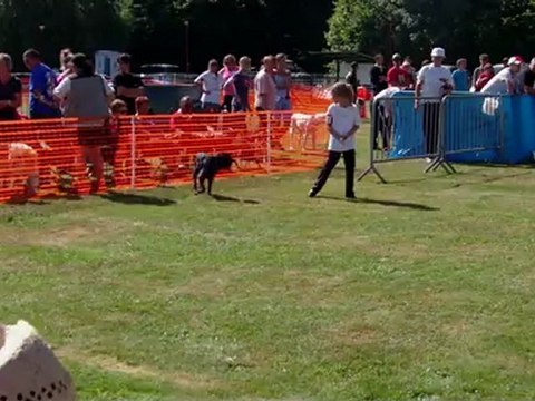 Taiga, epagneul breton, agility, tiercelet, 1er degré, Emma