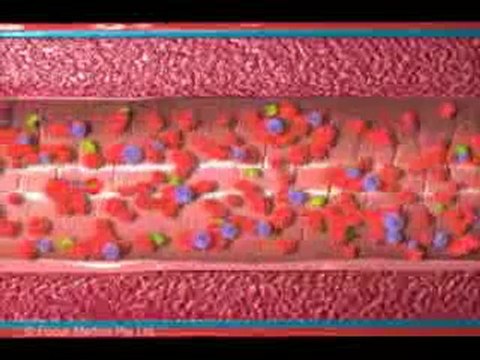 Circulatory System (Jr. Animated Atlas of Anatomy and Physiology)