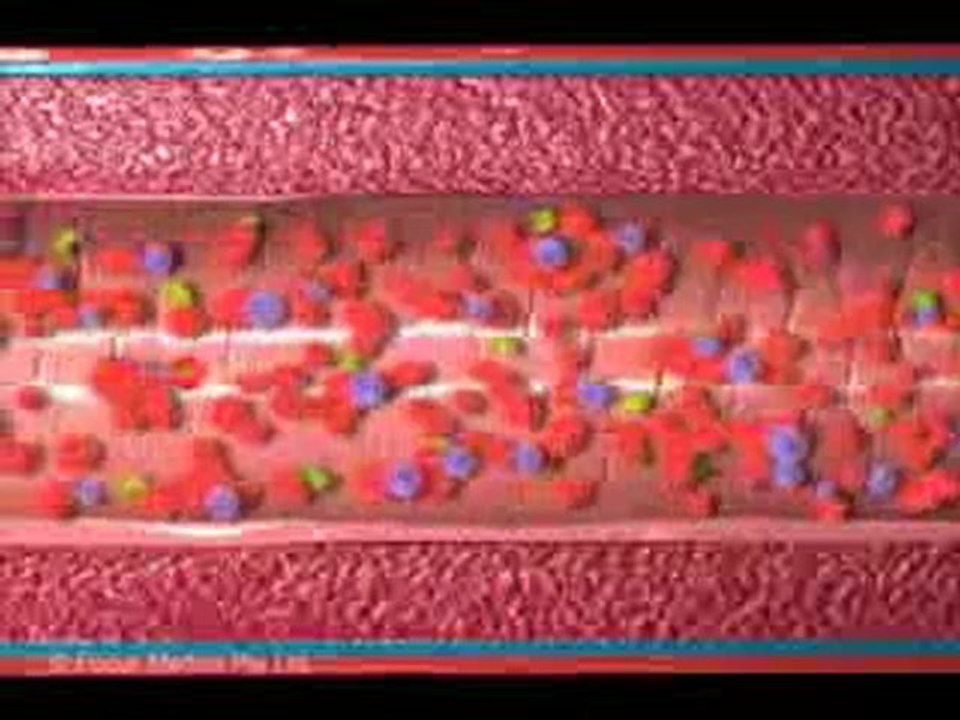 Circulatory System (Jr. Animated Atlas of Anatomy and Physiology)