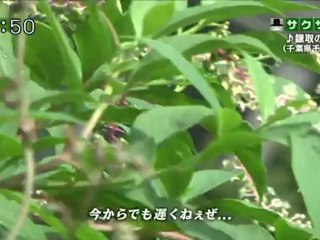 saku saku (20120914-0730 ｔｖｋ)-03