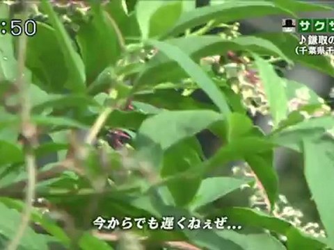 saku saku (20120914-0730 ｔｖｋ)-03