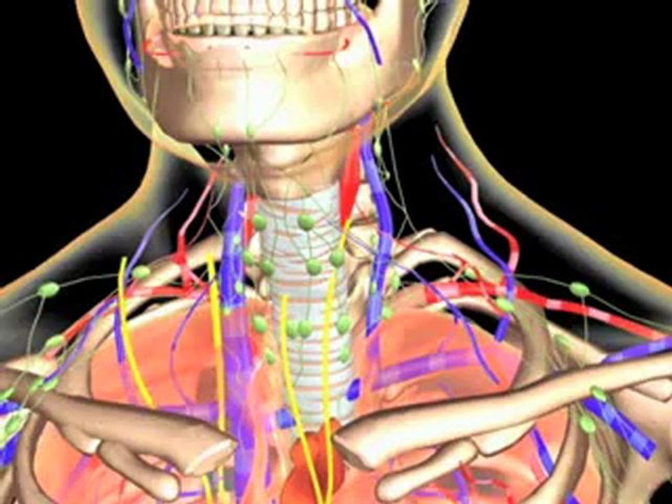 Allergic Rhinitis (Understanding Disease_ Respiratory Diseases)