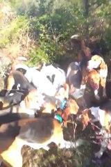 sanglier dagué pris par anglo francais