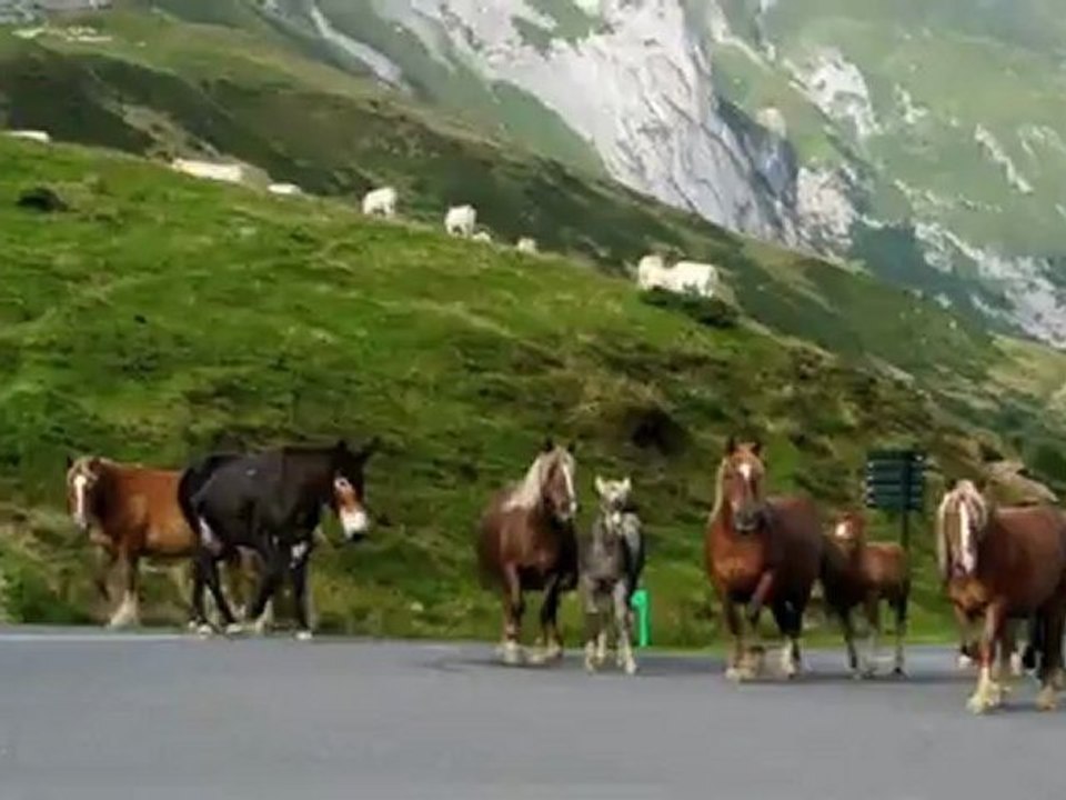 Chevaux du Col du Soulor