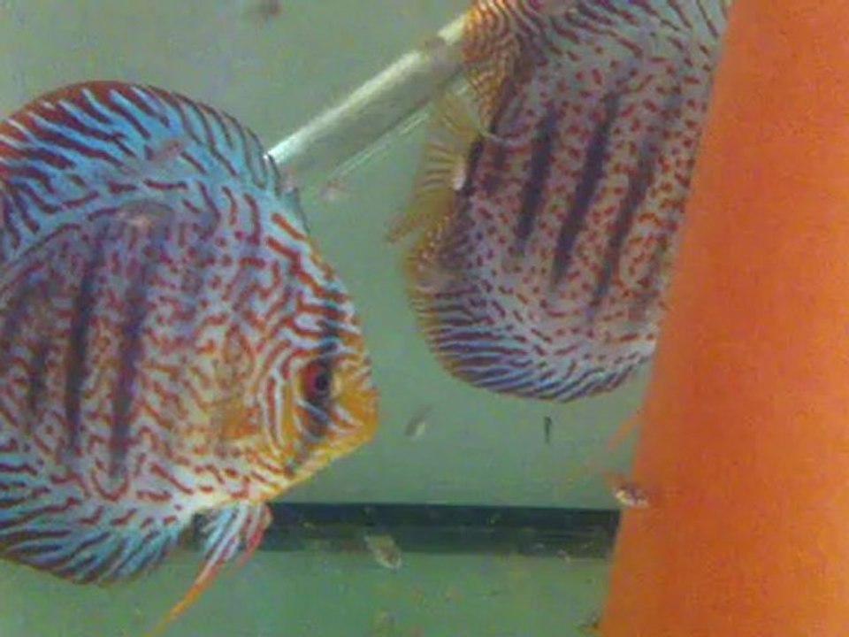 1ère repro discus (15 j environ)