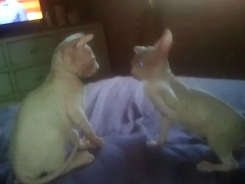 chatons shynks