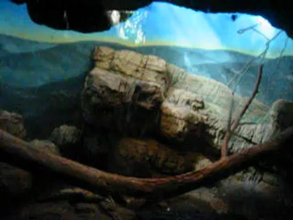 Nuée de chauves-souris