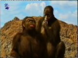 Prehumano bipedos (3): La historia de Lucy (Australopithecus afarensis)