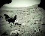 Chicken on Mars | Nasa Curiosity rover filmed a chicken on planet mars [REMIX]
