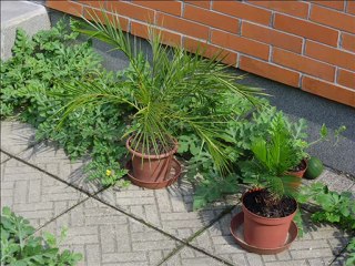 The summer of garden: Václav Kovalčík, August 2012