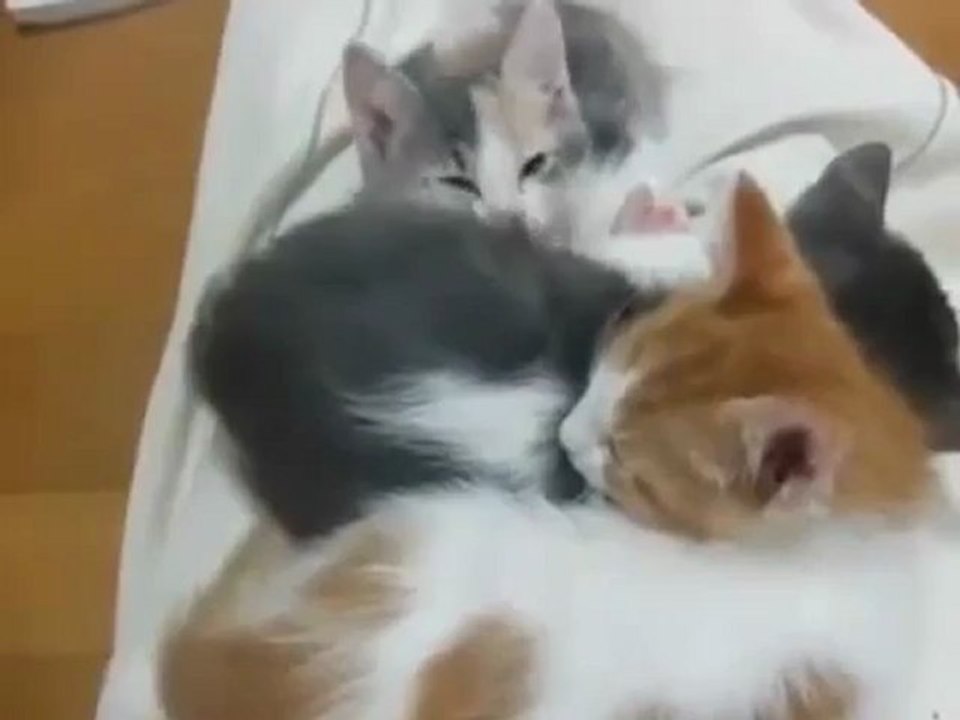 Desafio: Onde está o quarto gato?