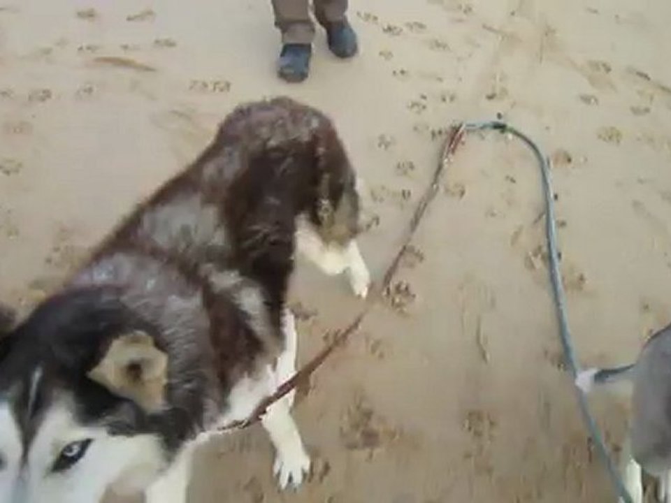 Laïka et son ami s'amusent à la plage.
