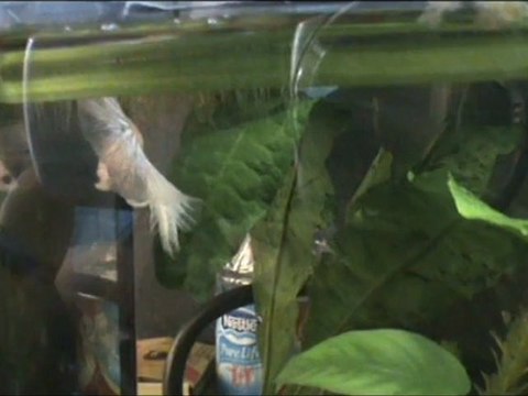 Mon betta splendens Ice