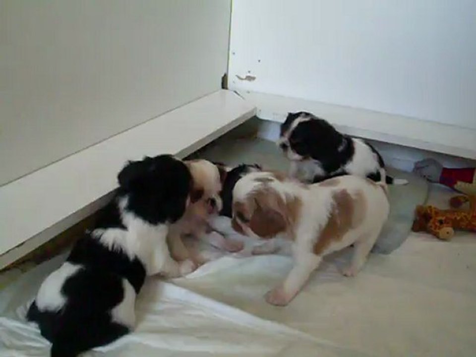 bebes dakota le 17.09.2012 n3