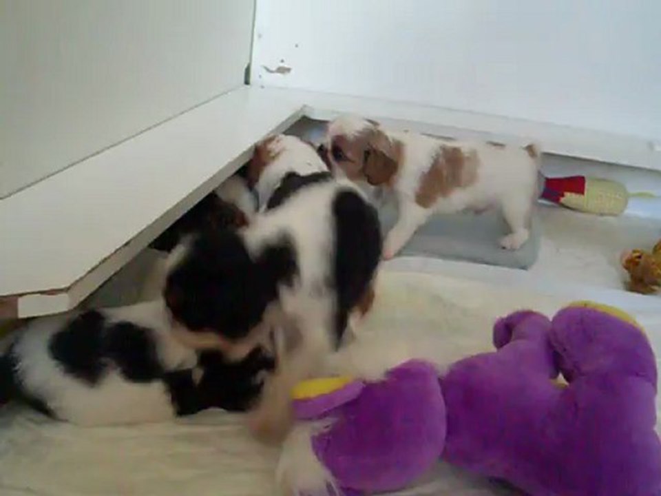 BÉBÉS  DAKOTA LE 17.09.2012N4