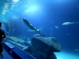 Entre Tiburones y Mantarrayas, Oceanografic de Valencia