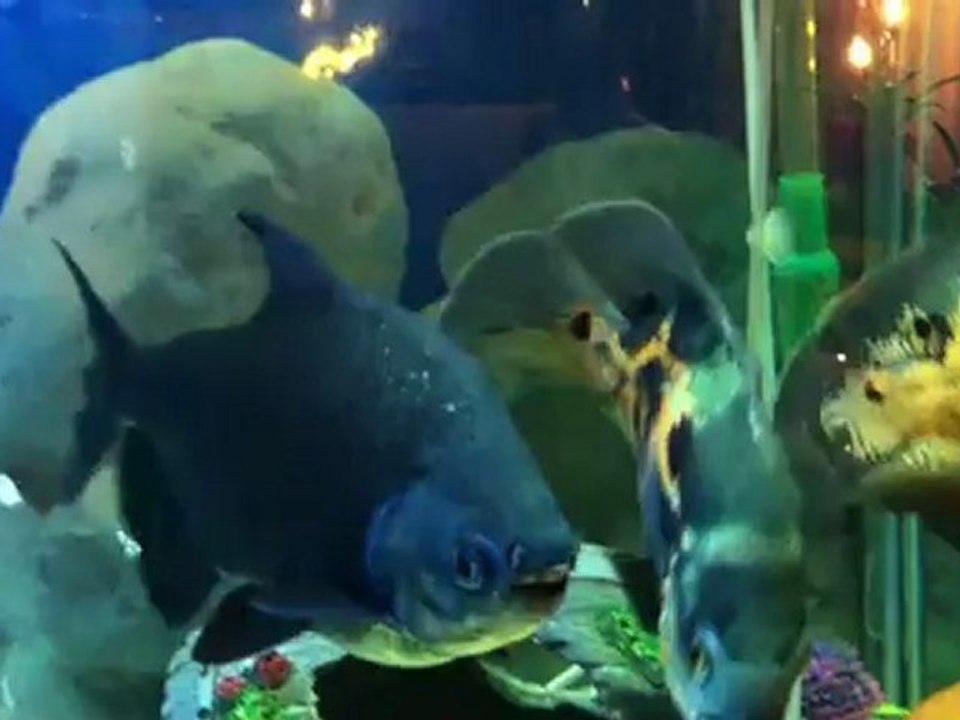 My Aquarium