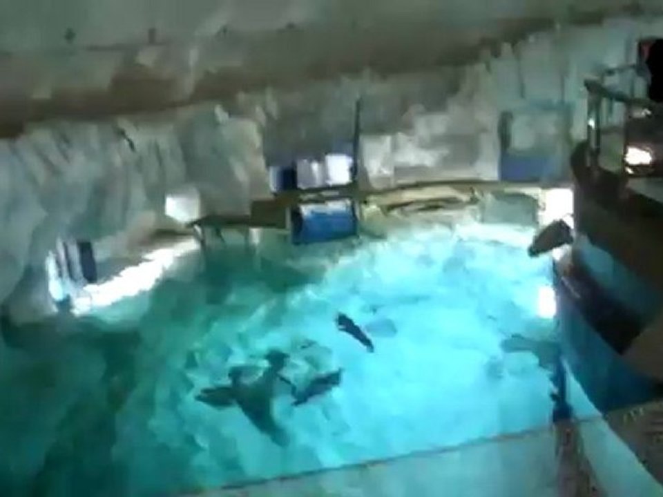 Soy la Morsa!, oceanografic, valencia