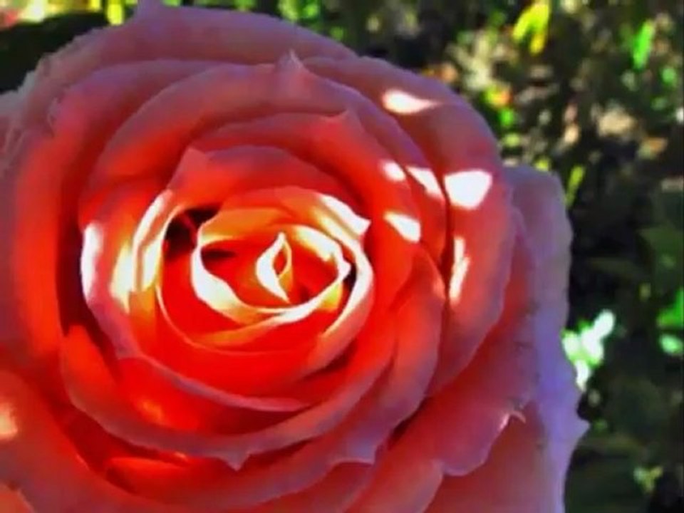 Ali Yildiz Mavi Gulum - seslisesi.com , sesliseslim.net