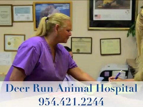 Deerfield Beach Vet, Vet Deerfield, Deerfield Beach Animal Vet, Deerfield Beach Animal Vet
