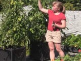 Sept. 17/12 Senga's Vlog - How to Grow and Maintain Tomatoes for a Great Harvest
