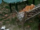 13 septembre 2006 - Matéo et les chats
