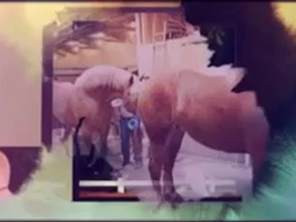 Horse Raising