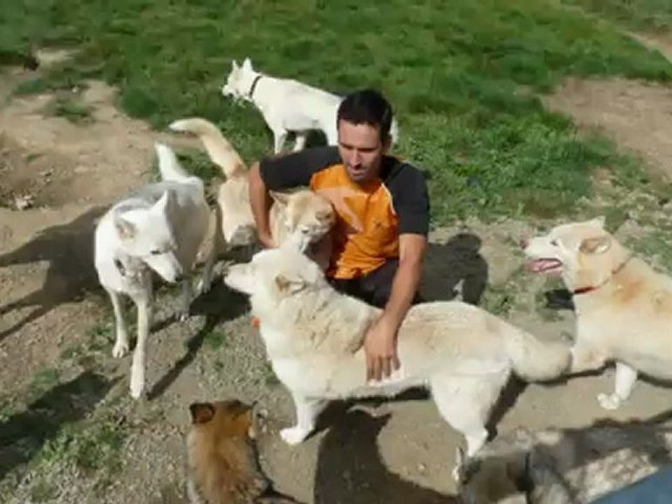 quad 16 chiens