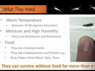 Find Out Three Motives Why Silver Fish Bug Are Usually Not Leaving Your Home