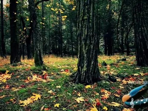 FRANK SINATRA-AUTUMNLEAVES