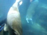Morsas y Belugas en Oceanografic de Valencia