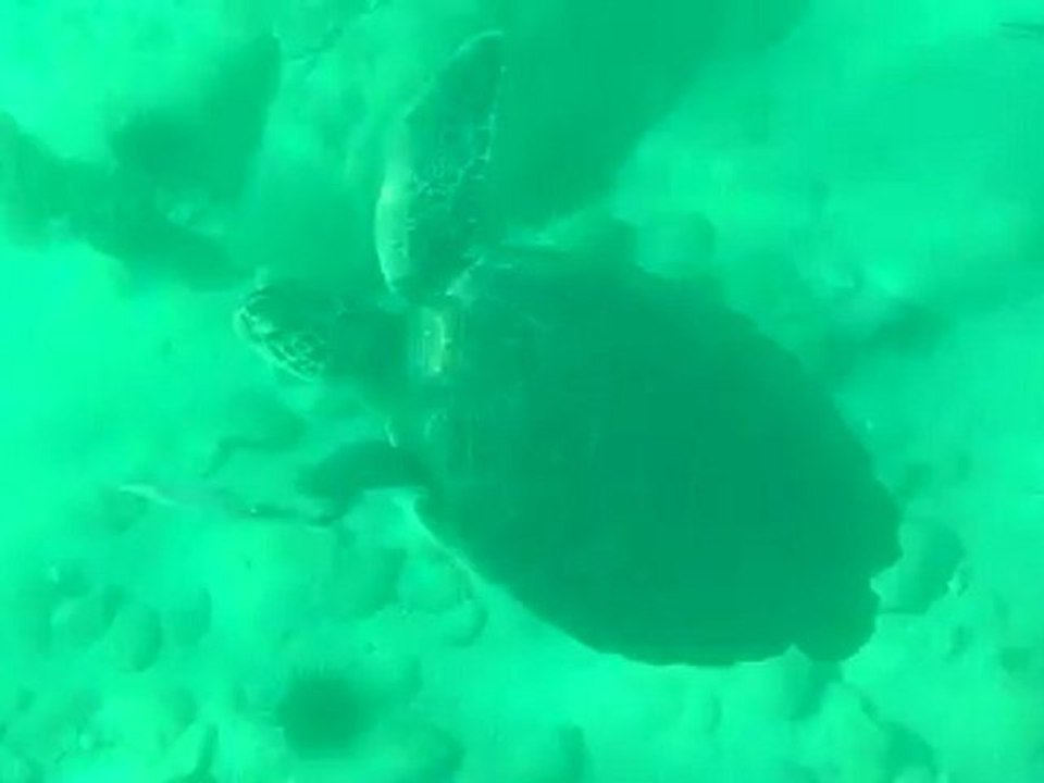 plongée a l'anse dufour...tortue....