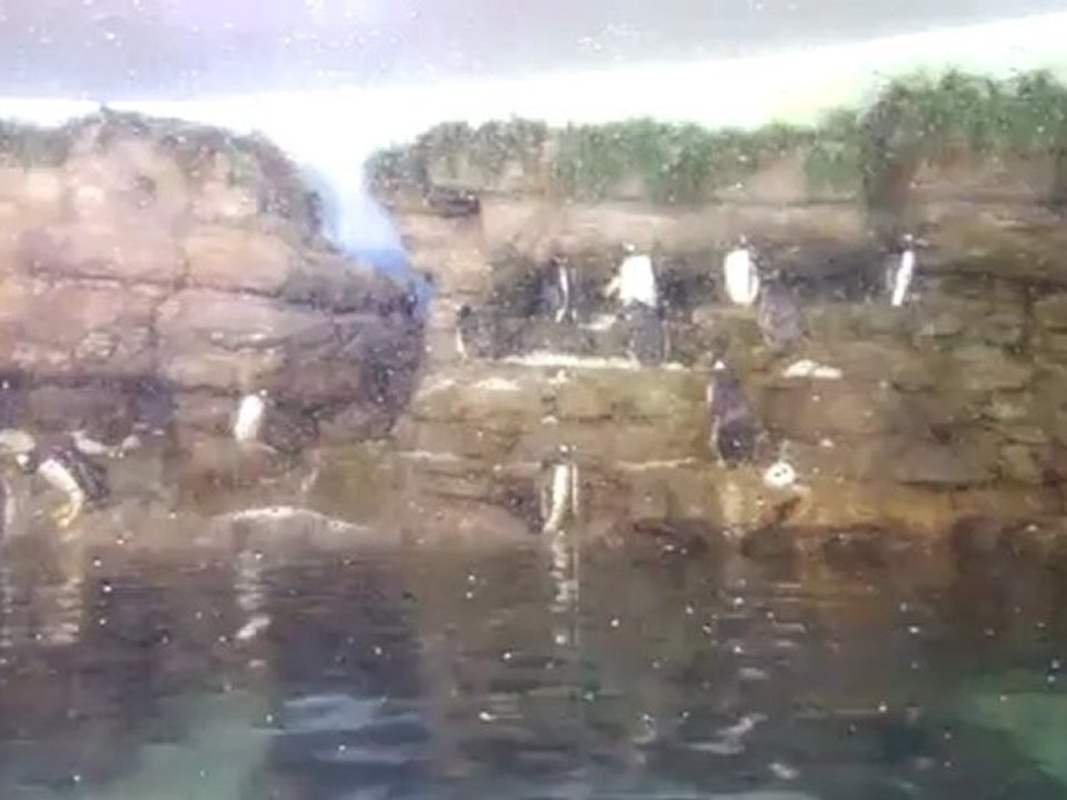 Pingüinos! oceanografic de valencia