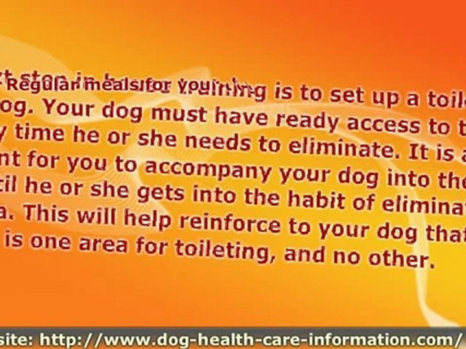 How to House Train Your Dog